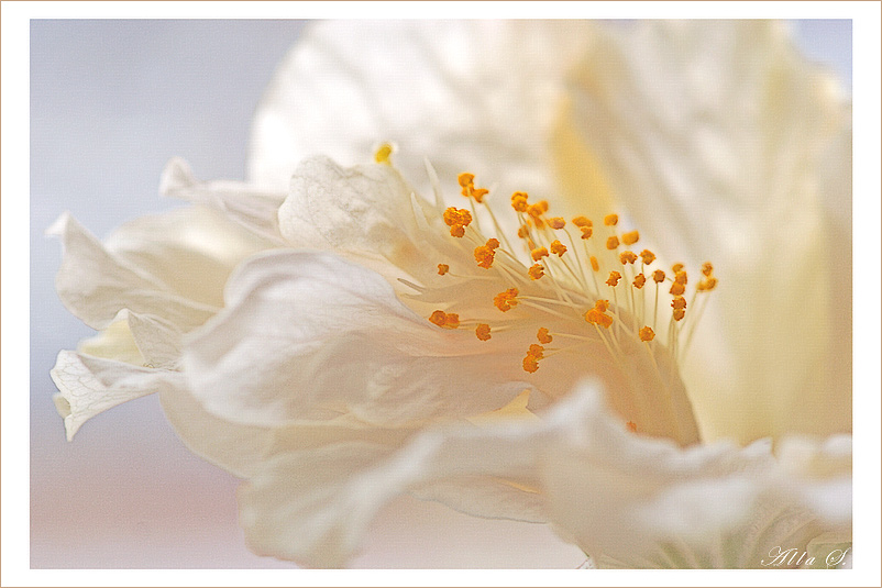 photo "***" tags: macro and close-up, nature, flowers