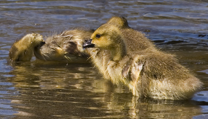 photo "***" tags: nature, wild animals