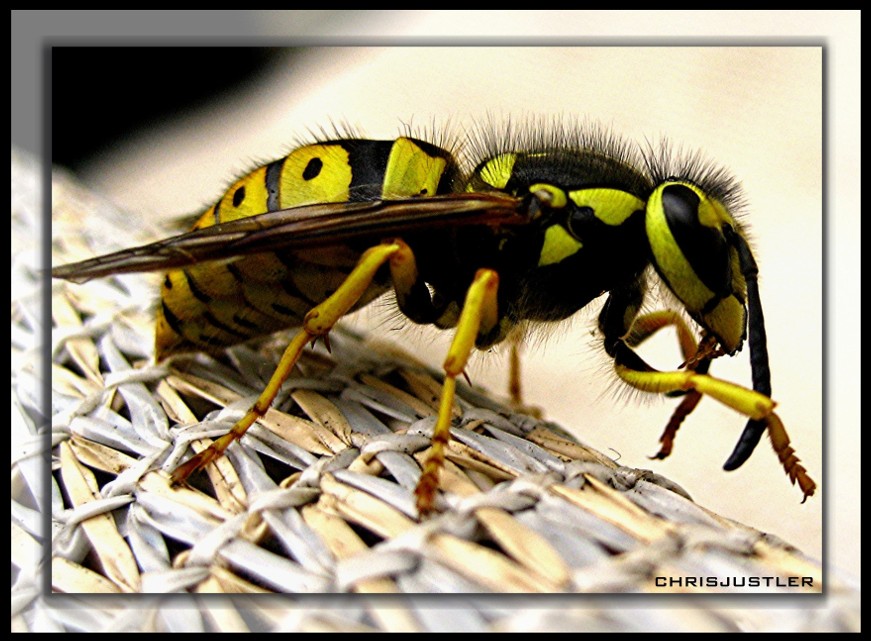 photo "***" tags: nature, macro and close-up, insect