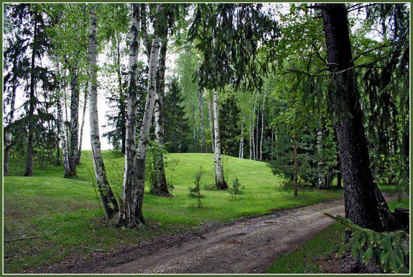 photo "Березки на гольф поле" tags: landscape, forest