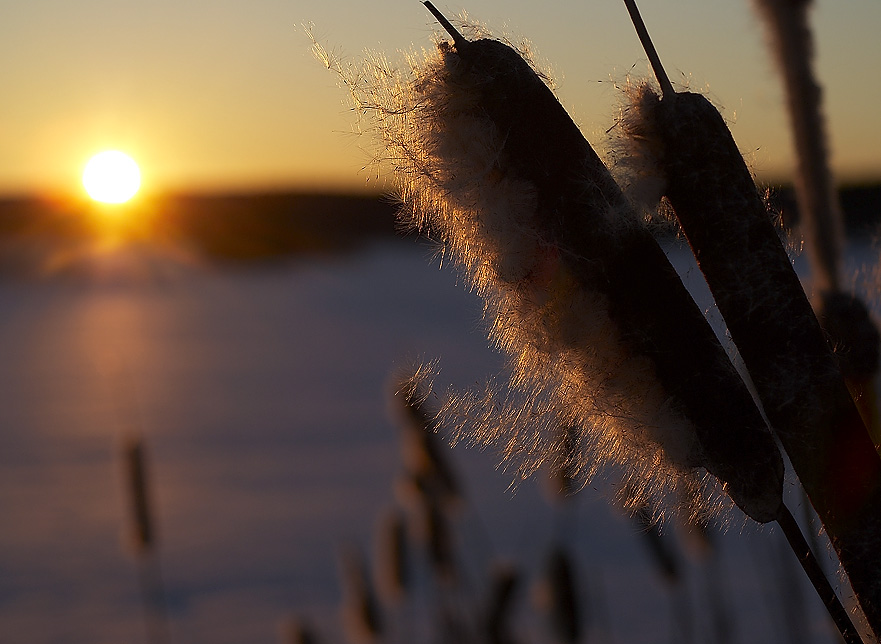 photo "***" tags: macro and close-up, landscape, sunset