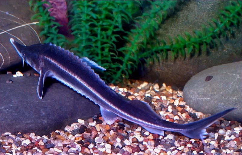 photo "***" tags: underwater, 