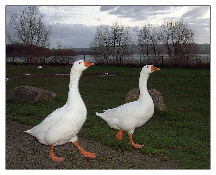 photo "Evening walk together." tags: travel, nature, Europe, wild animals, гусь