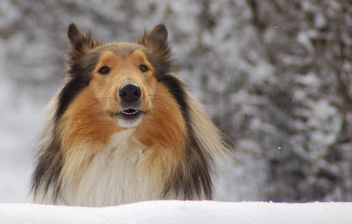 photo "Watch out" tags: landscape, nature, pets/farm animals, winter