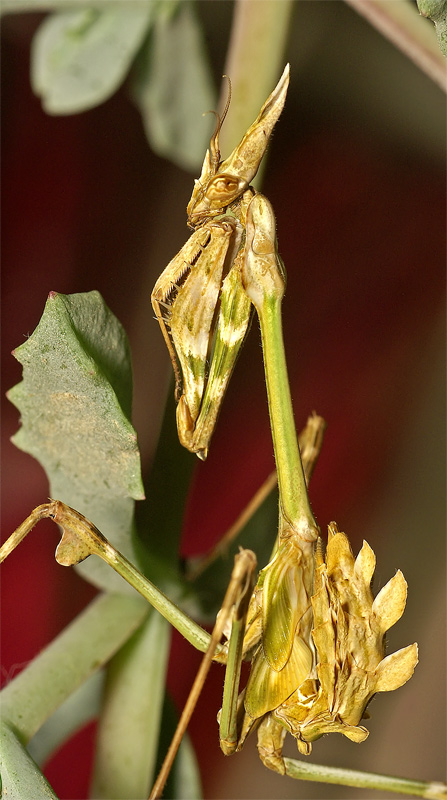 photo "***" tags: nature, macro and close-up, insect