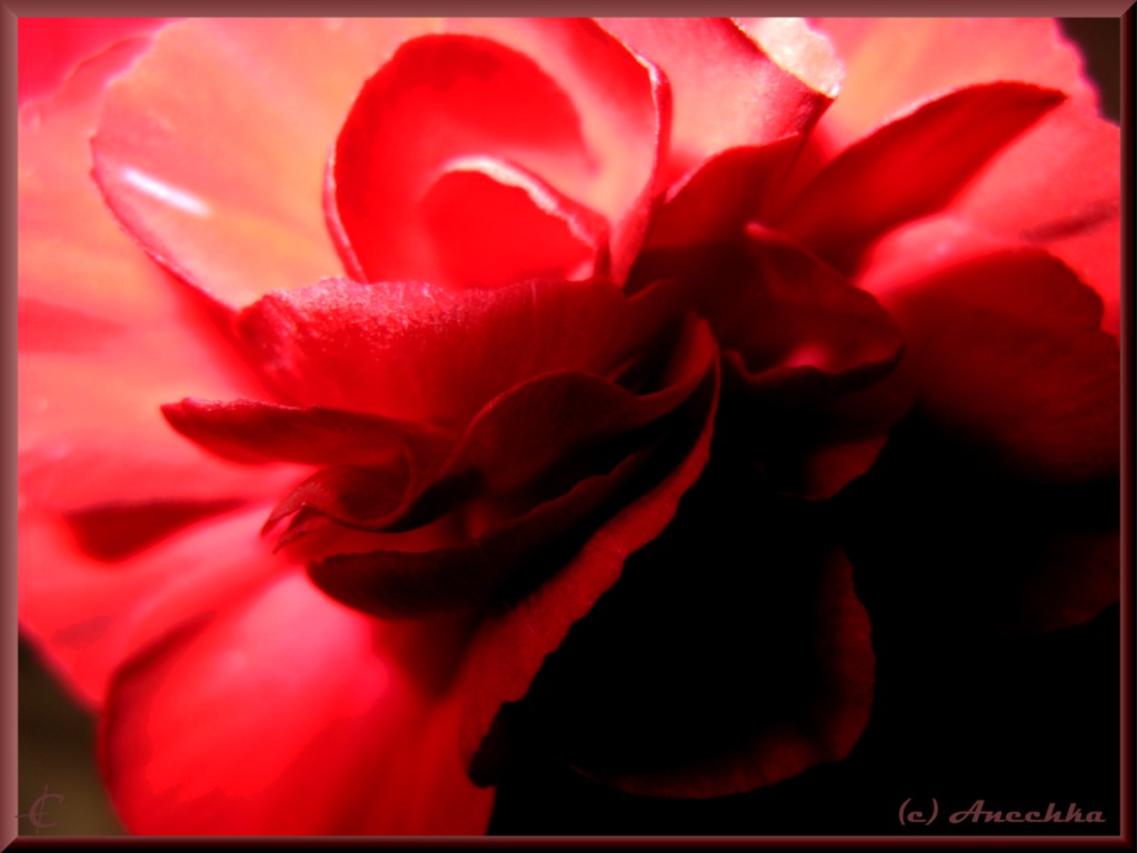 photo "carnation" tags: macro and close-up, 