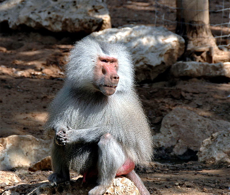 photo "The Sceptic" tags: nature, travel, wild animals