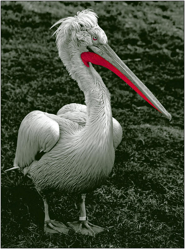 photo "Serious handsome bird" tags: nature, portrait, wild animals