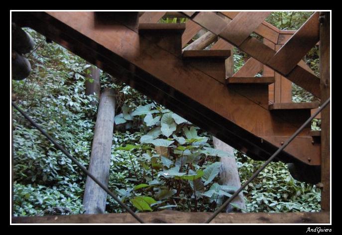 photo "Stairway" tags: landscape, travel, South America, forest