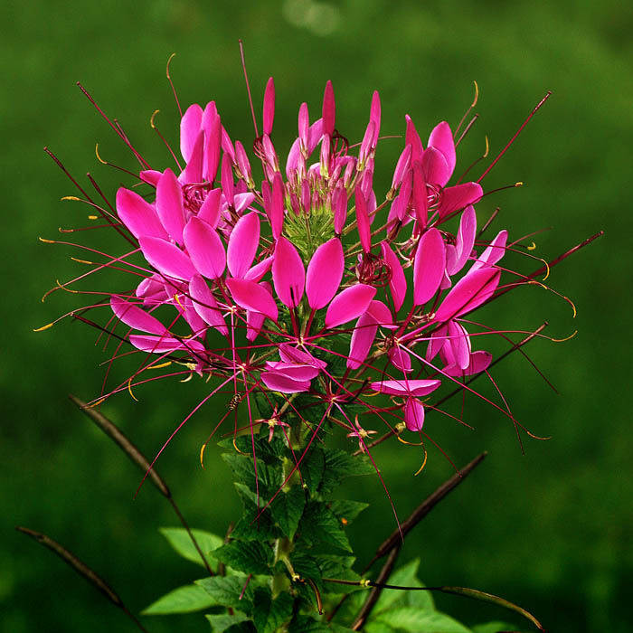 photo "felicitation" tags: nature, flowers