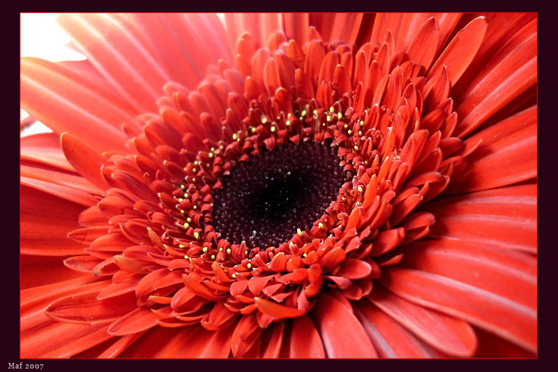 photo "***" tags: nature, macro and close-up, flowers