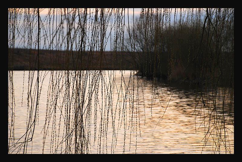 photo "crying tree" tags: landscape, water