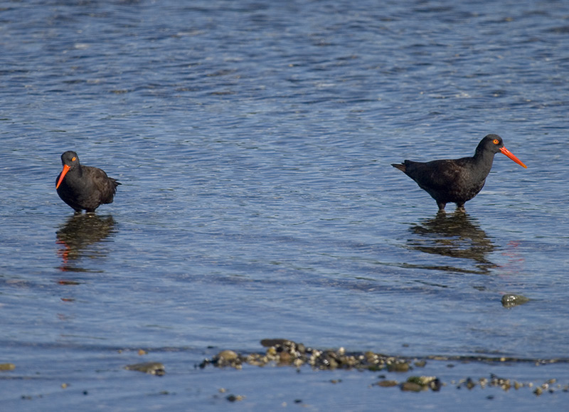 photo "***" tags: nature, wild animals