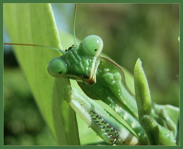 photo "Jokonda's smile" tags: macro and close-up, nature, 