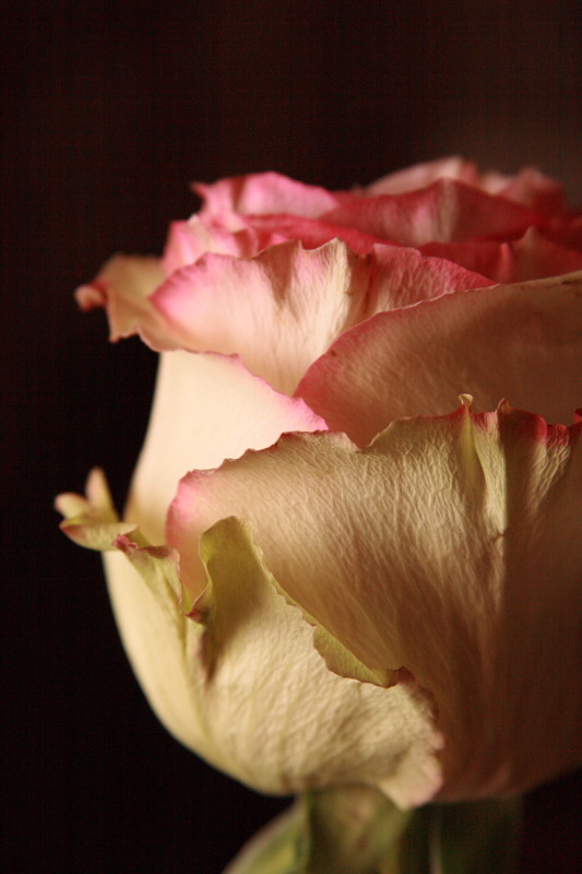 photo "Цветочная фактура" tags: nature, macro and close-up, flowers