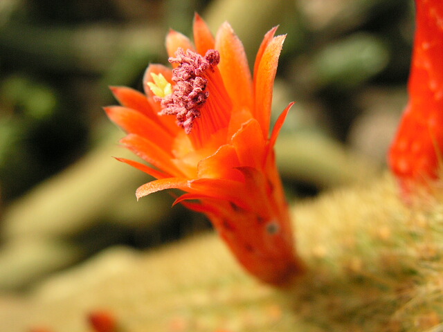 photo "Smooth" tags: macro and close-up, nature, flowers