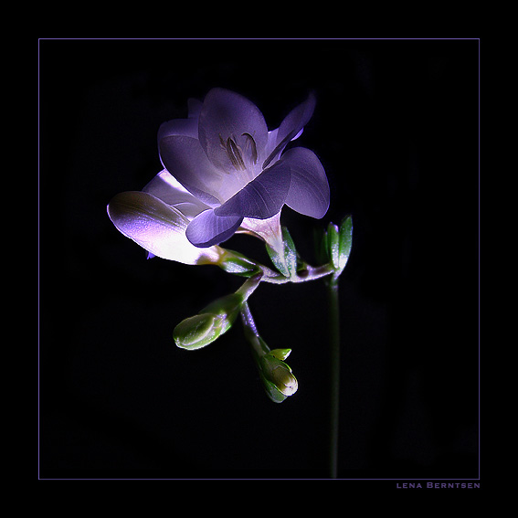 photo "Blue dream..." tags: macro and close-up, nature, flowers