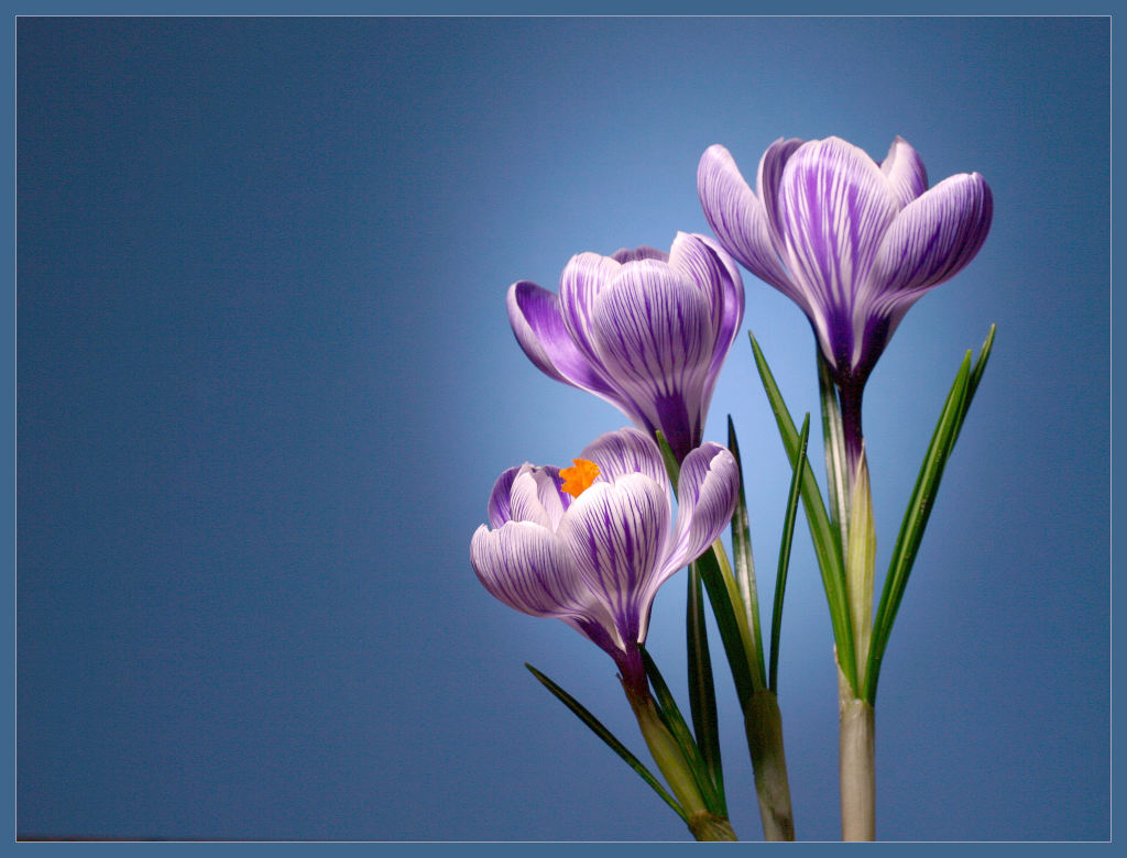 photo "Krokus" tags: nature, macro and close-up, flowers