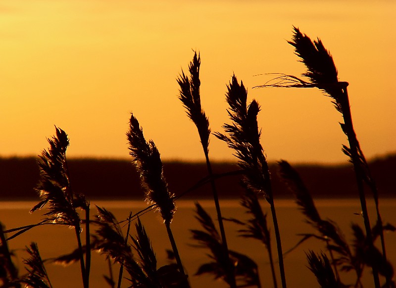 photo "Silhouettes" tags: landscape, sunset