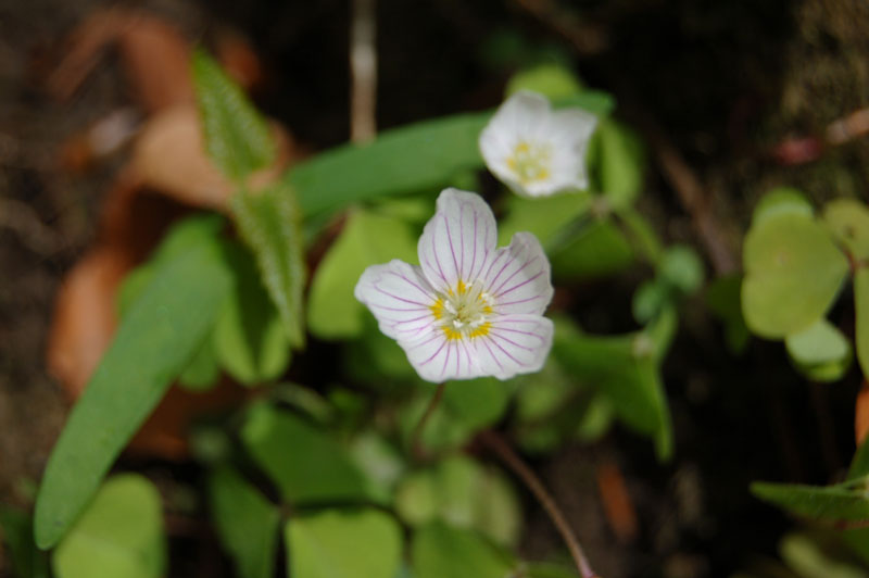 photo "first flower" tags: nature, macro and close-up, flowers