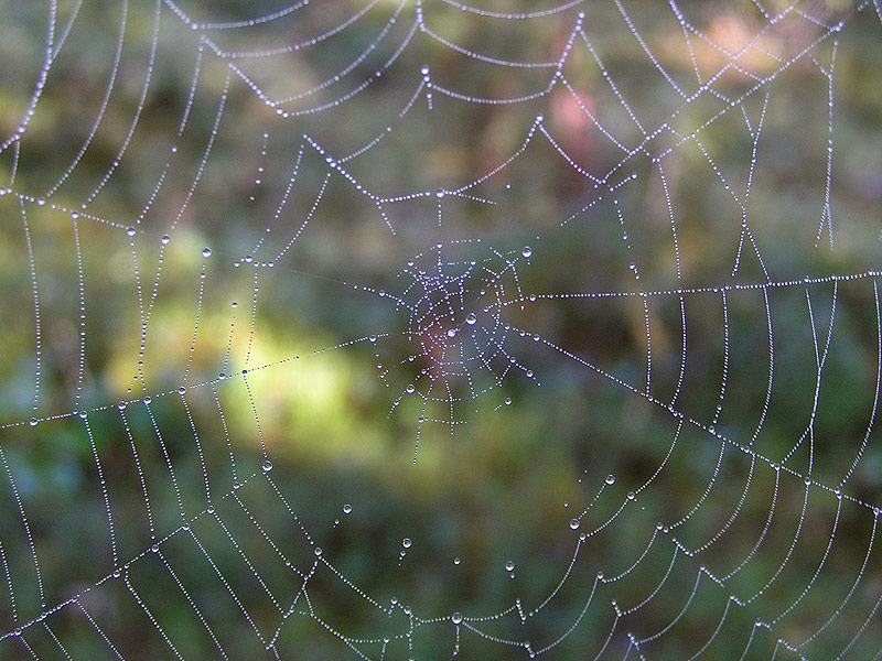 photo "Web" tags: nature, insect