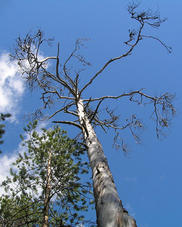 photo "Old tree" tags: , 