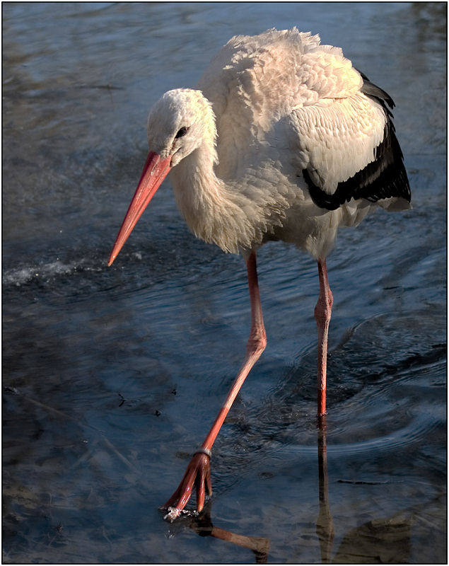 photo "On spring water" tags: nature, wild animals