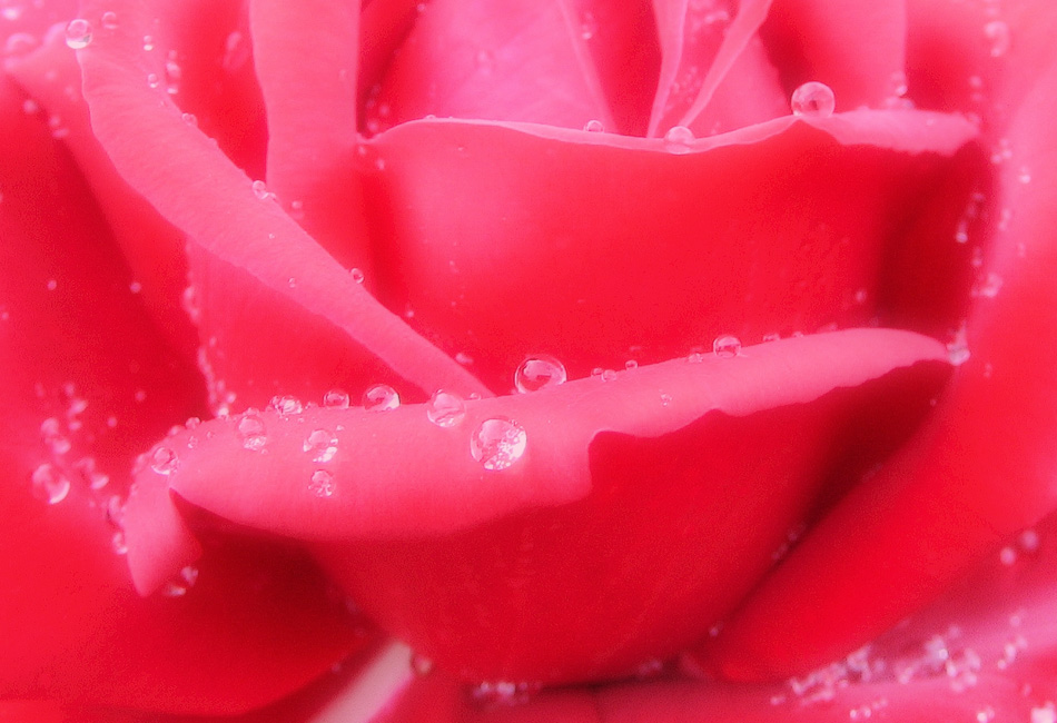 photo "Gentleness your lips" tags: macro and close-up, 