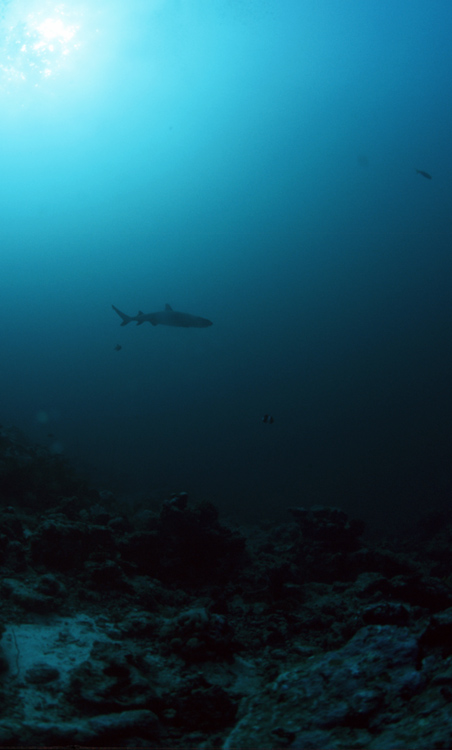 photo "shark" tags: underwater, 