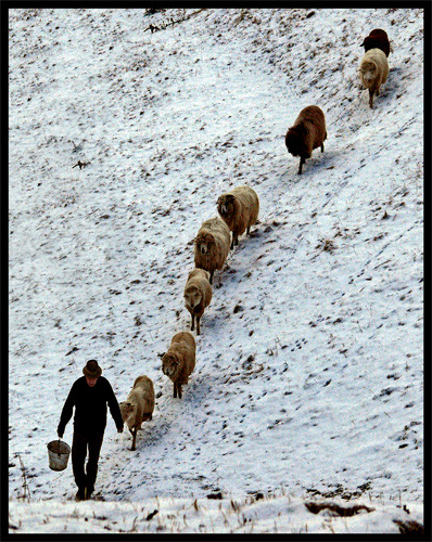 photo "follow the leader" tags: reporting, 