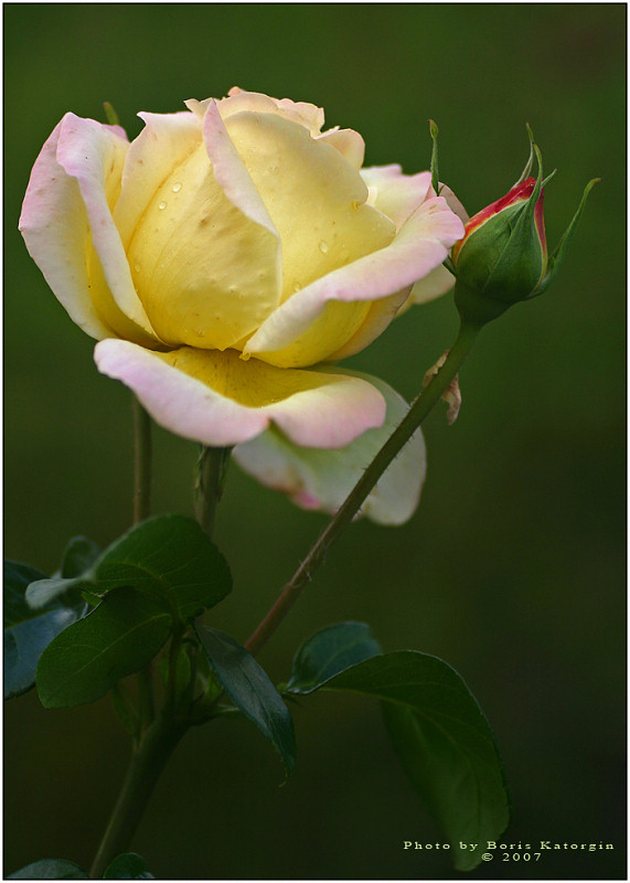 photo "For fine photographer-woman" tags: nature, macro and close-up, flowers