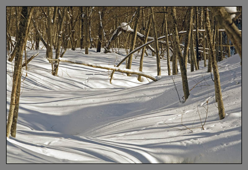 photo "***" tags: landscape, forest, winter