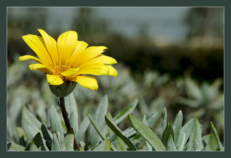 фото "Гордо над всеми." метки: природа, цветы