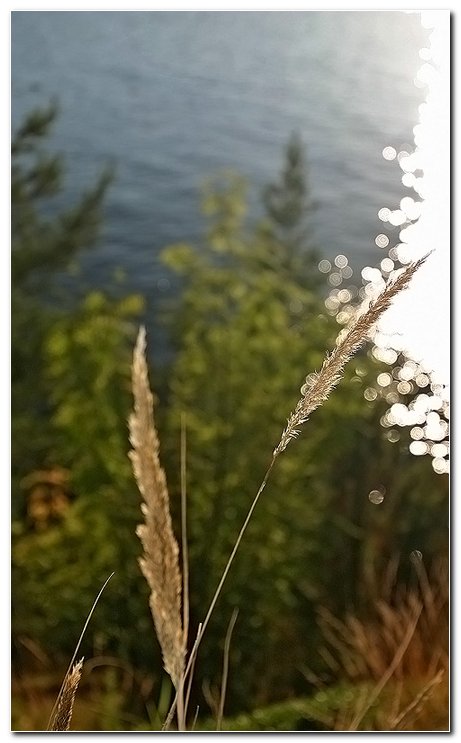 photo "Solar Traffic" tags: landscape, nature, flowers, summer