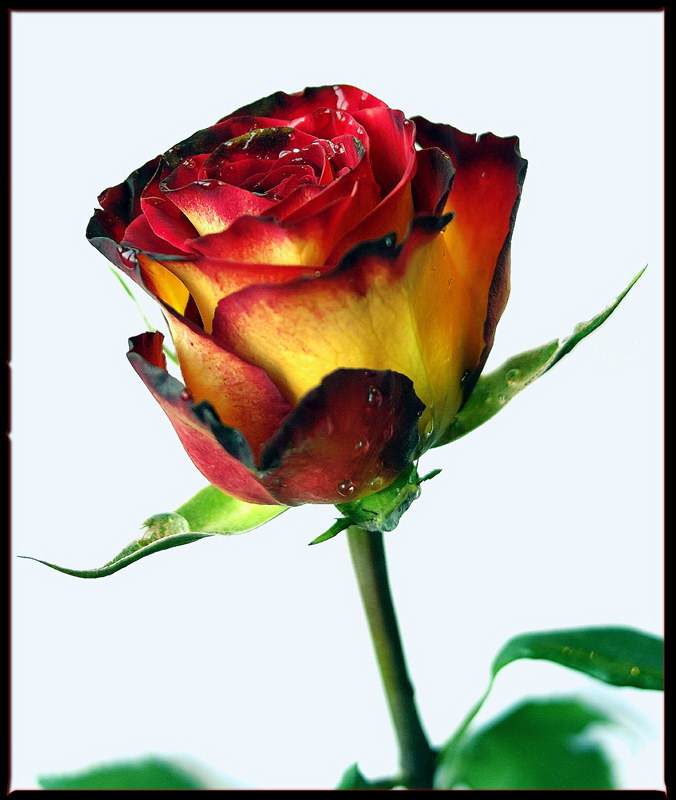 фото "Rose" метки: природа, цветы
