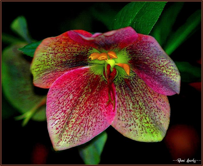 photo "The first" tags: nature, macro and close-up, flowers