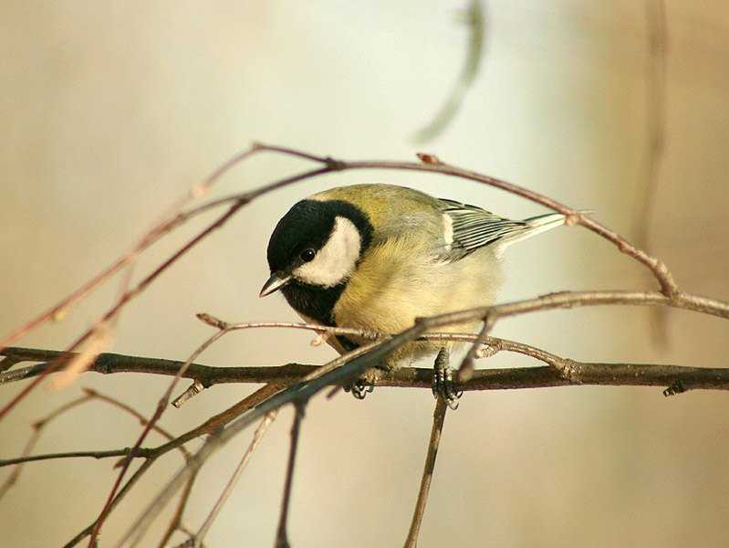 photo "Titmouse" tags: nature, wild animals