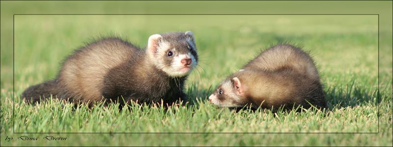 фото "brothers" метки: природа, домашние животные