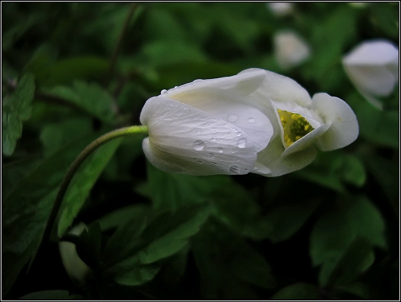 photo "Let's talk about spring" tags: macro and close-up, nature, flowers