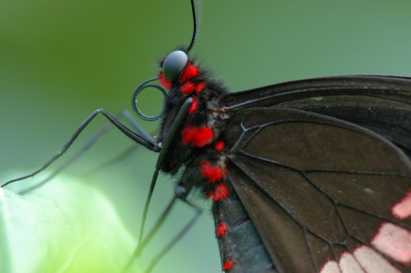 photo "Black and red" tags: nature, insect