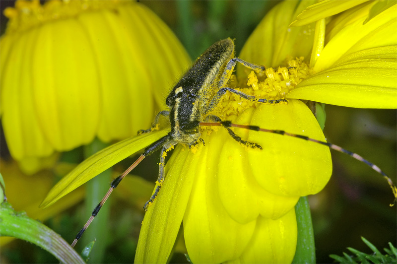 photo "***" tags: nature, macro and close-up, insect