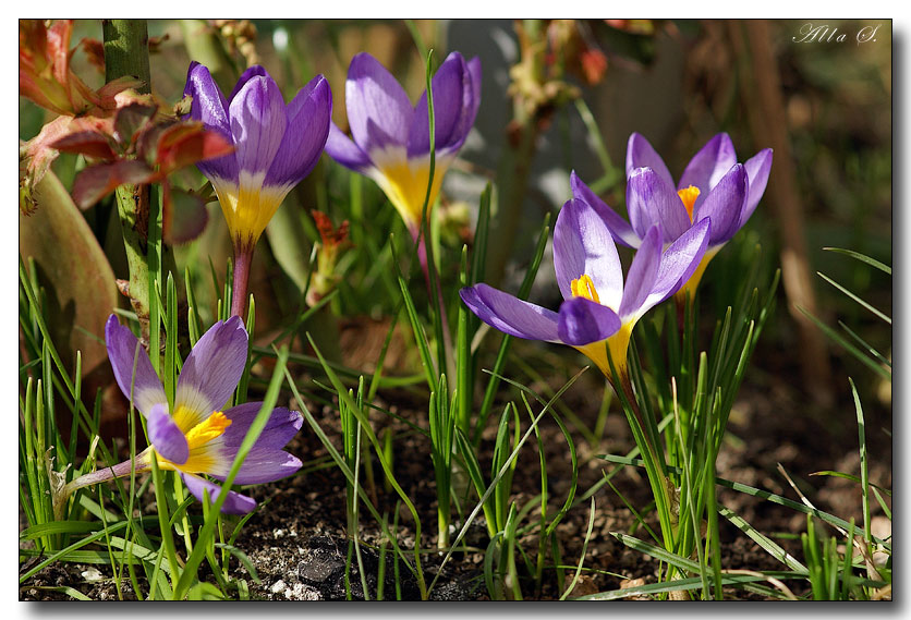 photo "***" tags: nature, flowers