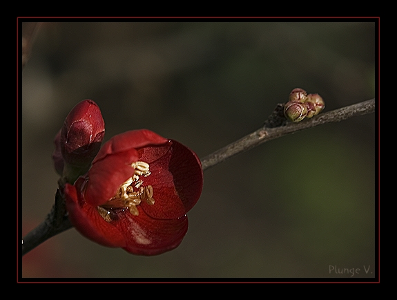 photo "***" tags: nature, flowers