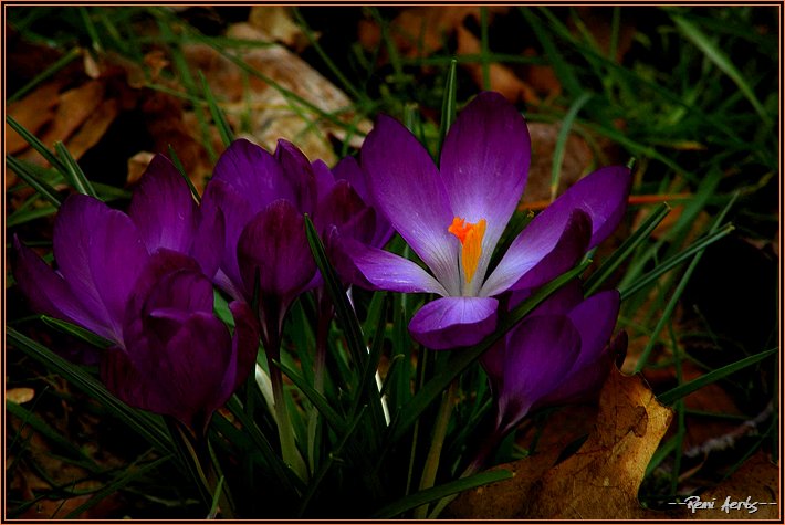 photo "spring comming" tags: nature, macro and close-up, flowers