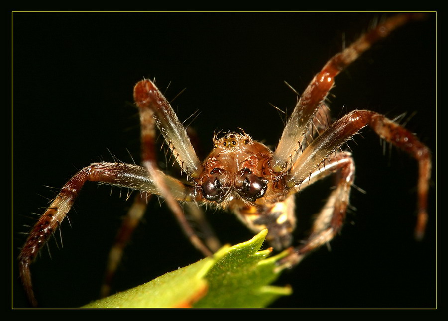 photo "***" tags: nature, macro and close-up, insect