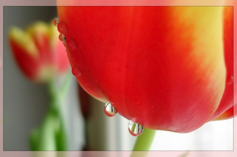 photo "Tulip" tags: nature, macro and close-up, flowers