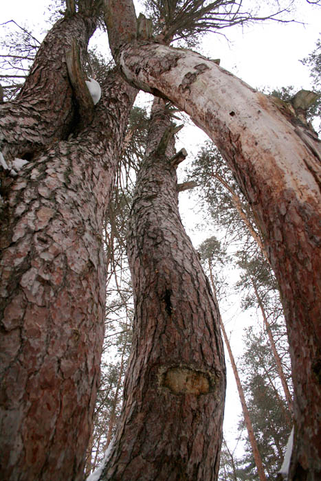 photo "Forest's geometry....1" tags: landscape, forest