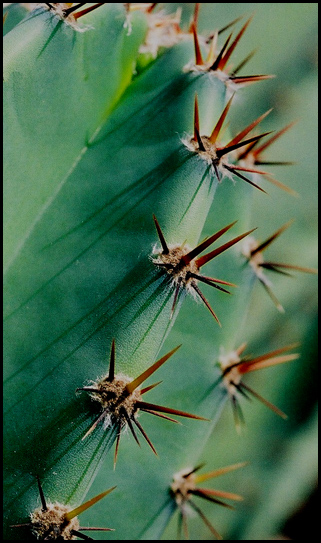 photo "cactus - 2" tags: macro and close-up, nature, flowers