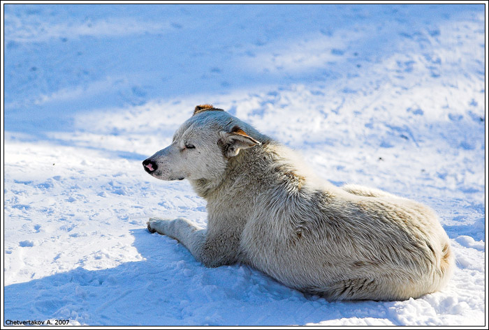 photo "***" tags: nature, genre, wild animals