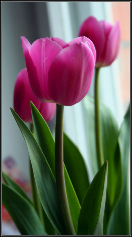 photo "***" tags: nature, macro and close-up, flowers